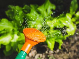 close-up-of-watering-can-and-lettuce-in-garden